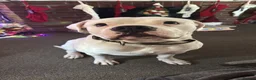 American Bulldog dogs for stud: 4 year old - Advert 1