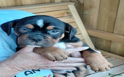 Old Tyme Bulldog dogs for sale: Old tyme bulldogs puppies ready for new homes - Image 4