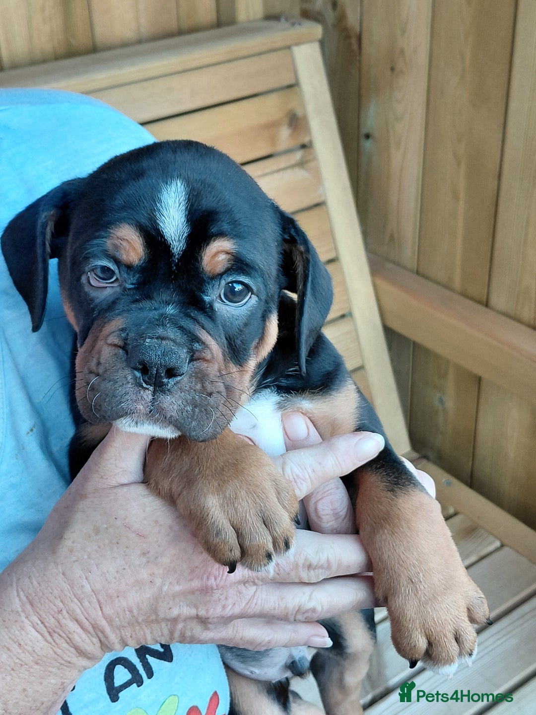 Old Tyme Bulldog dogs for sale: Old tyme bulldogs puppies ready for new homes - Image 4
