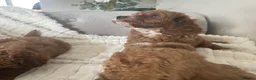 Cavapoo dogs for sale: Stunning  health tested Cavapoo puppies  - Advert 16