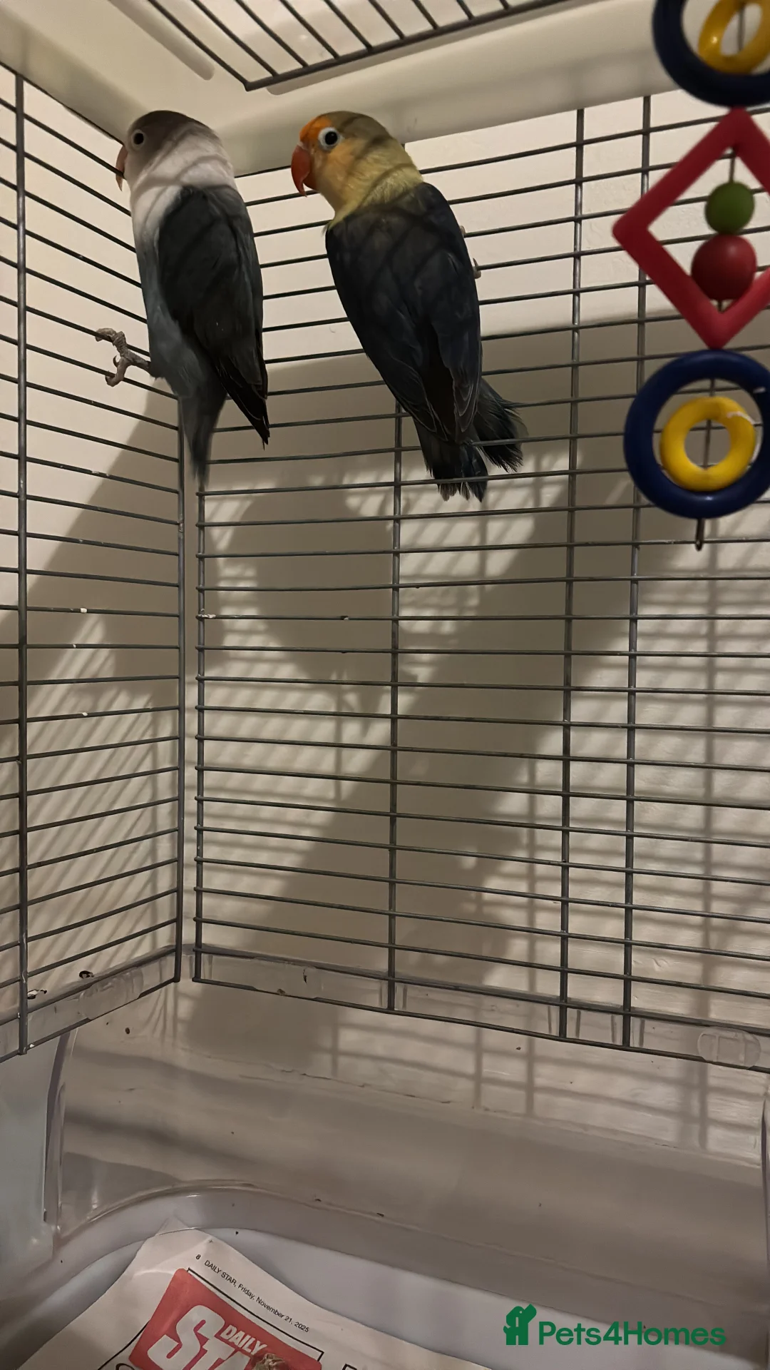 Lovebirds birds for sale: Two love birds with cage  - Advert 5