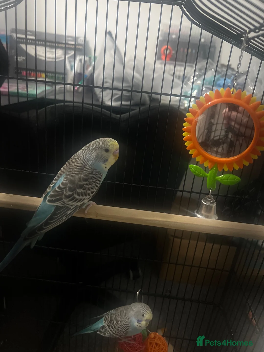 Budgerigars birds for sale: Two beautiful male budgies for sale  - Advert 2