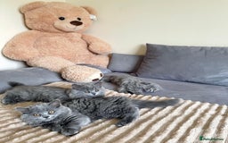 Scottish Fold cats for sale: Scottish fold Longhair - Image 6