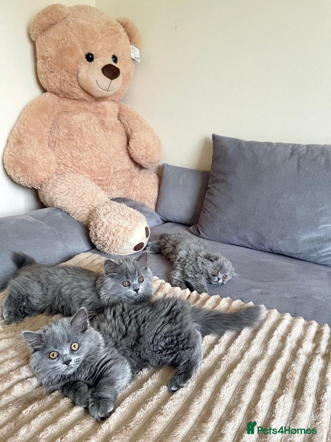 Scottish Fold cats for sale: Scottish fold Longhair - Image 6