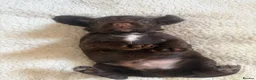 Sprocker dogs for sale: 8 beautiful chocolate and white cocker spaniels  - Advert 19