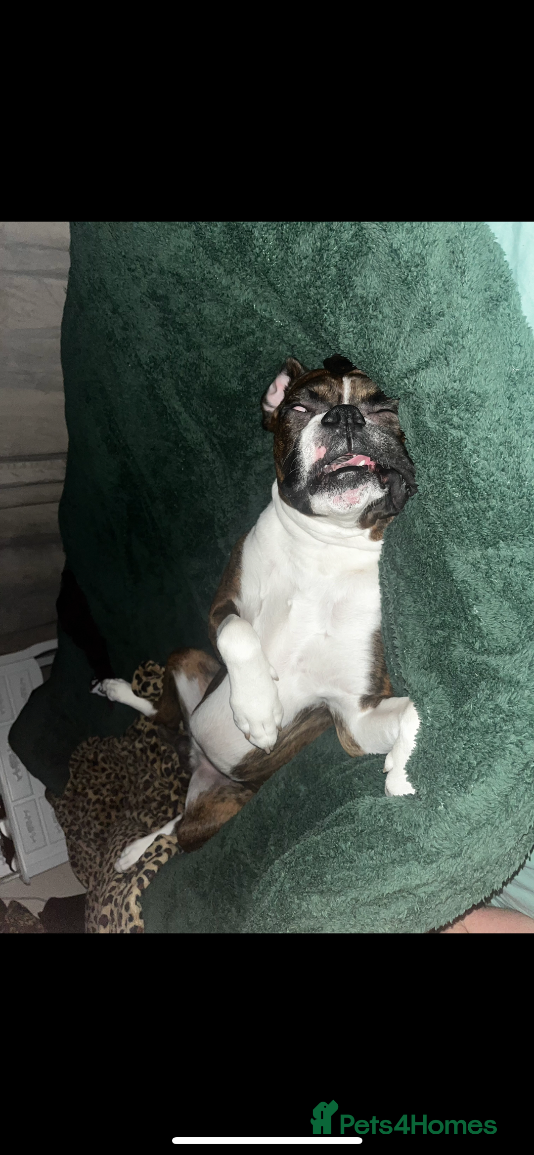 Boxer dogs for sale: POTENTIAL Re-home   - Image 14