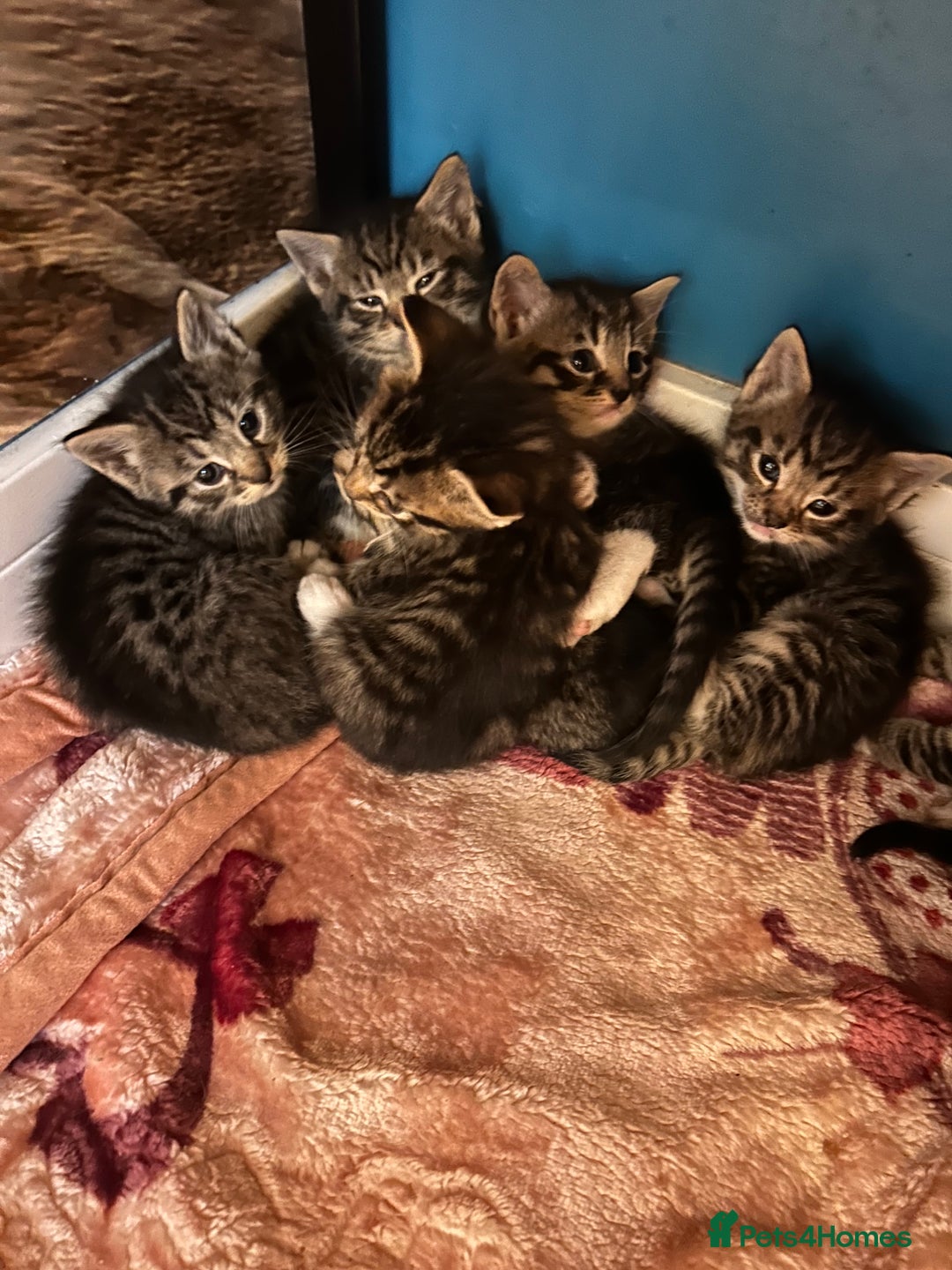 Mixed Breed cats for sale: Kittens amazing kittens  - Image 10