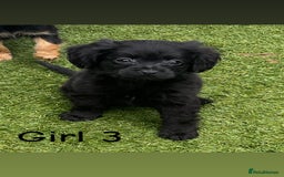 Cocker Spaniel dogs for sale: 6 beautiful cocker spaniel puppies  - Image 4
