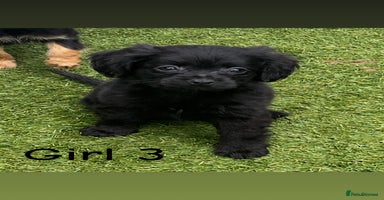 Cocker Spaniel dogs - Advert 13