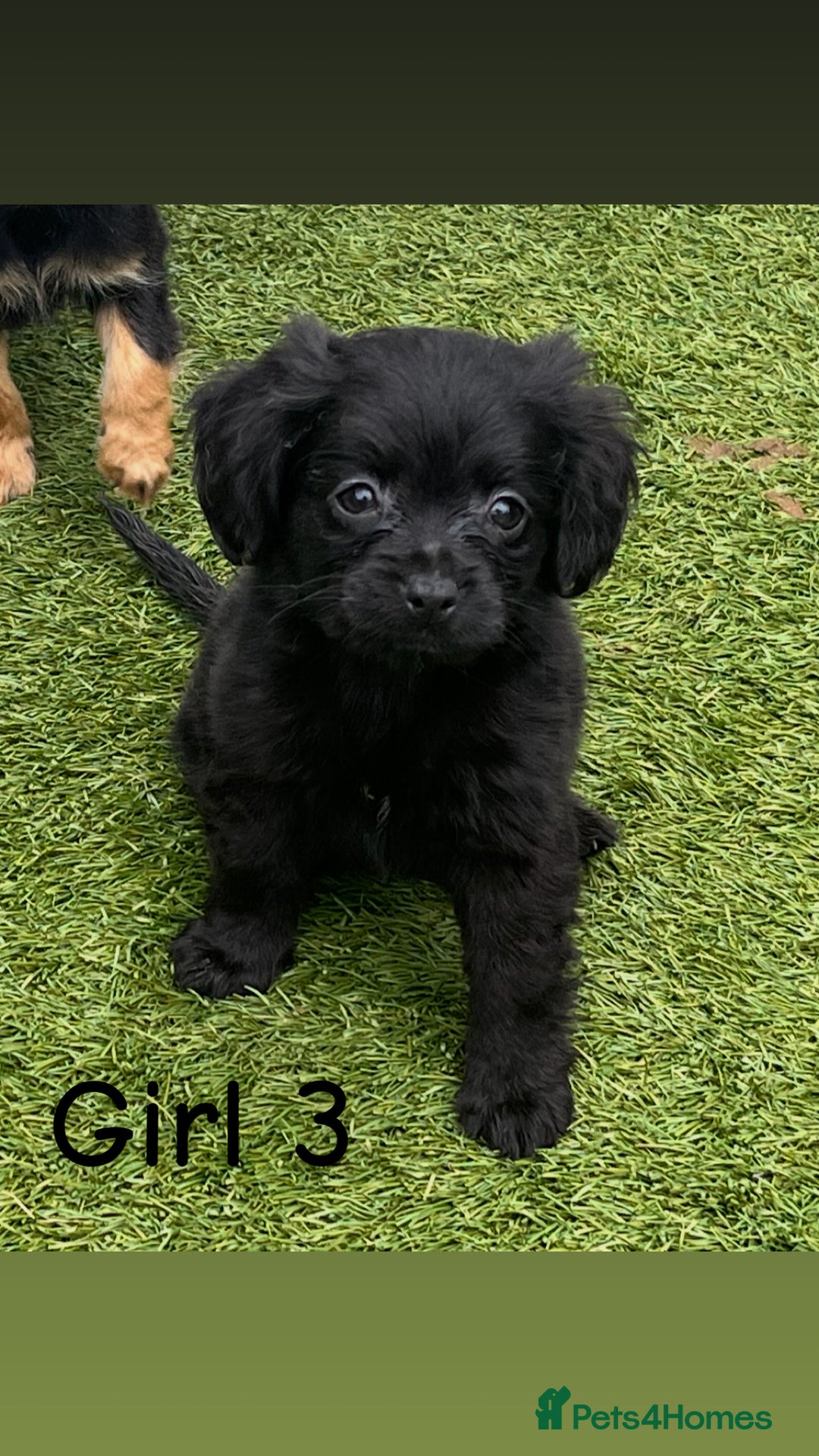 Cocker Spaniel dogs for sale: 6 beautiful cocker spaniel puppies  - Image 4