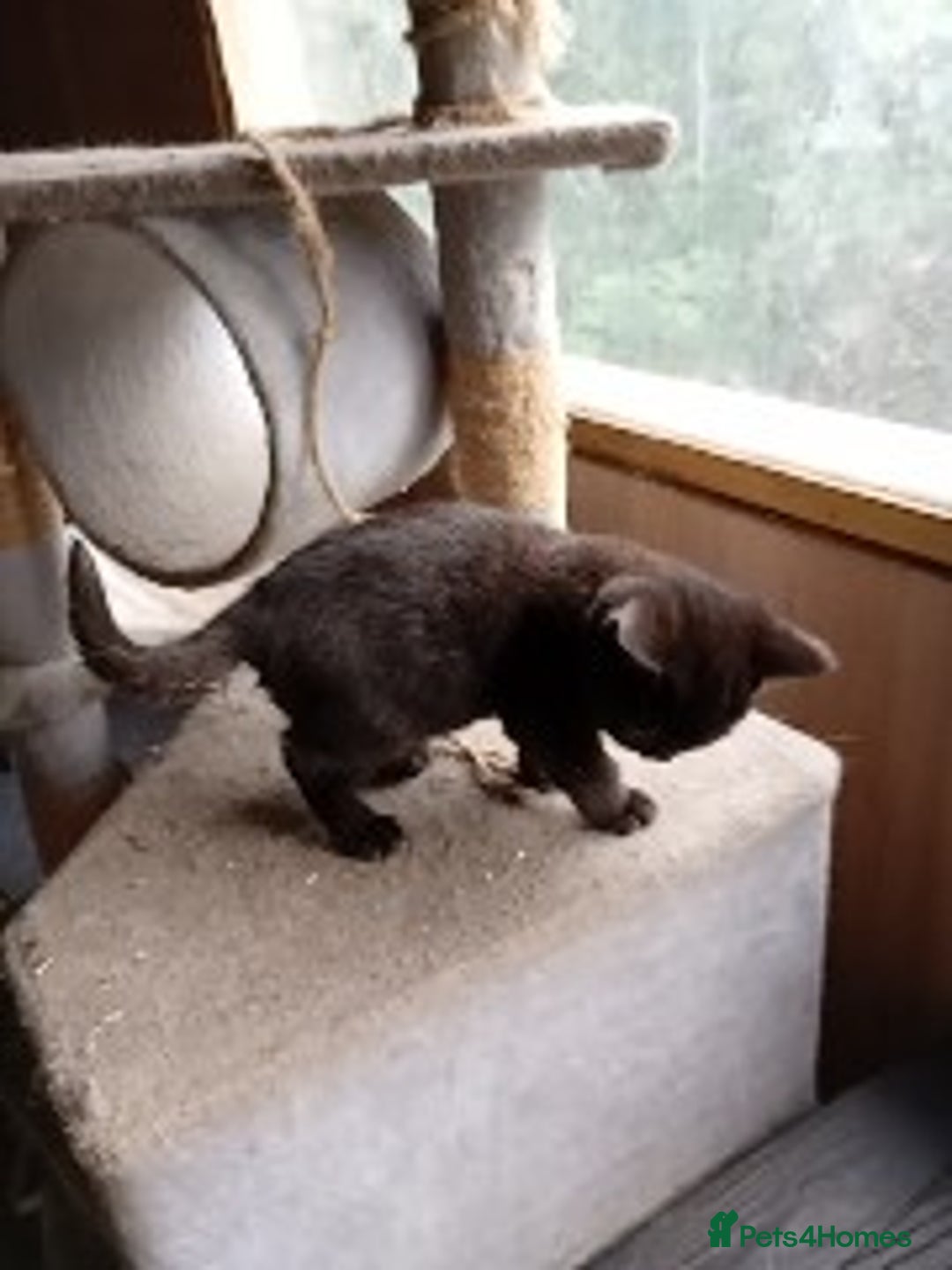 British Shorthair cats for sale: Full British Shorthair kitten  - Advert 4