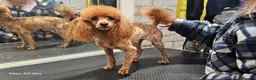 Toy Poodle dogs for stud: Stunning kc health tested toy poodle for stud - Advert 2
