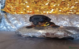 Miniature Dachshund dogs for sale: 7 MINIATURE DUSCHUND PUPPIES 🐶  - Image 6