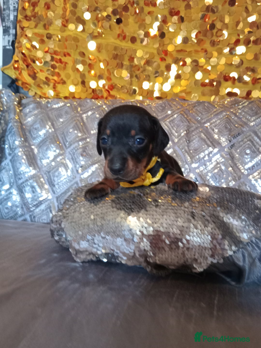 Miniature Dachshund dogs for sale: 7 MINIATURE DUSCHUND PUPPIES 🐶  - Image 6