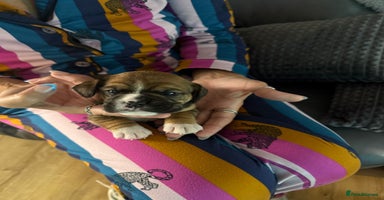 Mixed Breed dogs Stunning cockerbull puppies  - Advert 9