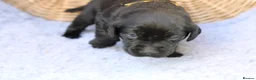 Labrador Retriever dogs for sale: Working and Family  - Advert 6