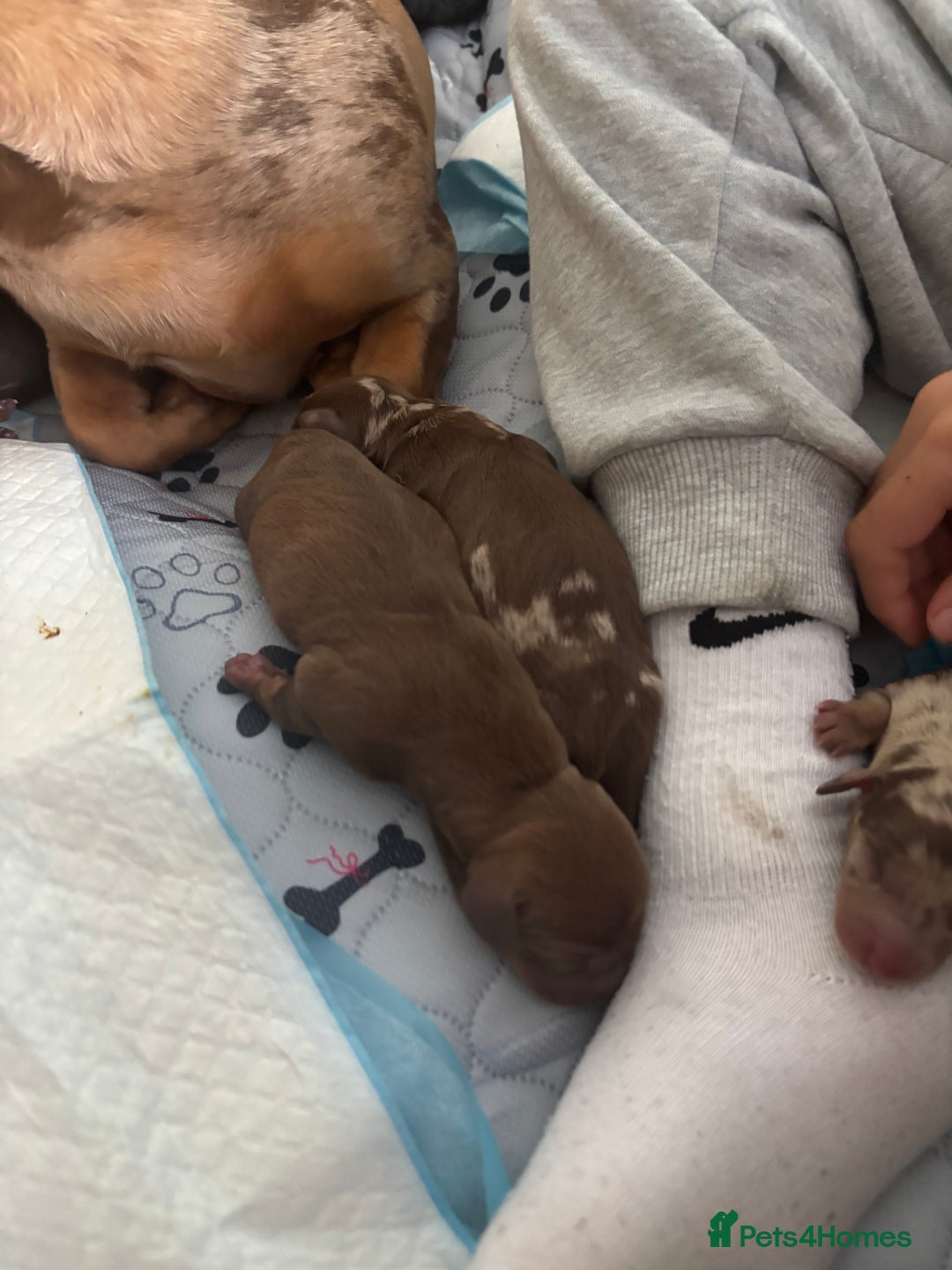 Miniature Dachshund dogs for sale: Miniature dachshund  - Image 10