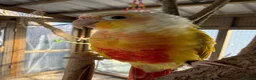 Conures birds for sale: Tame pineapple conure  - Advert 1
