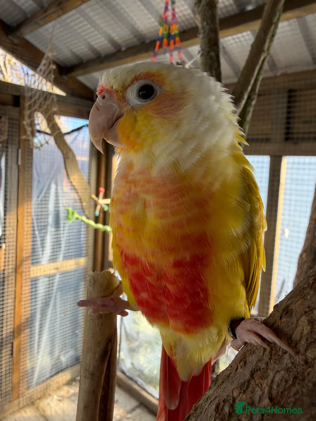 Conures birds for sale: Tame pineapple conure  - Advert 1