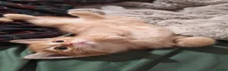 Mixed Breed cats for sale: Cute ginger kitten left - Advert 10