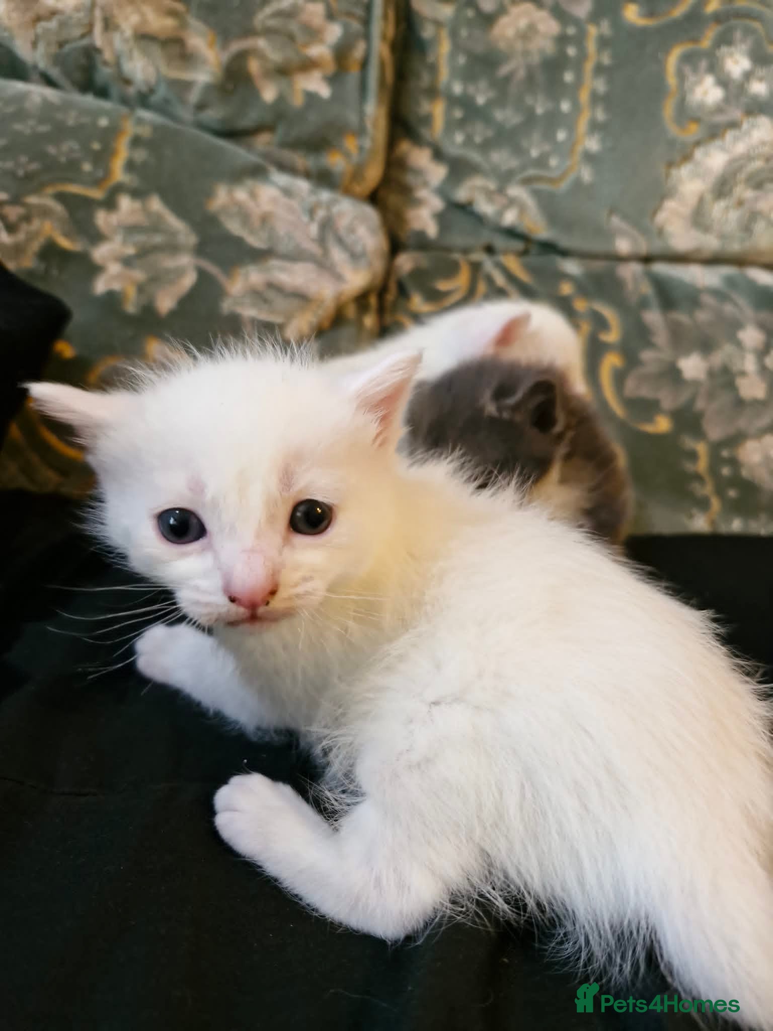 Maine Coon cats for sale: Maine Coon/Turkish Angora X kittens - Advert 5