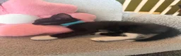 Mixed Breed cats for sale: 5 kittens available now - Advert 17