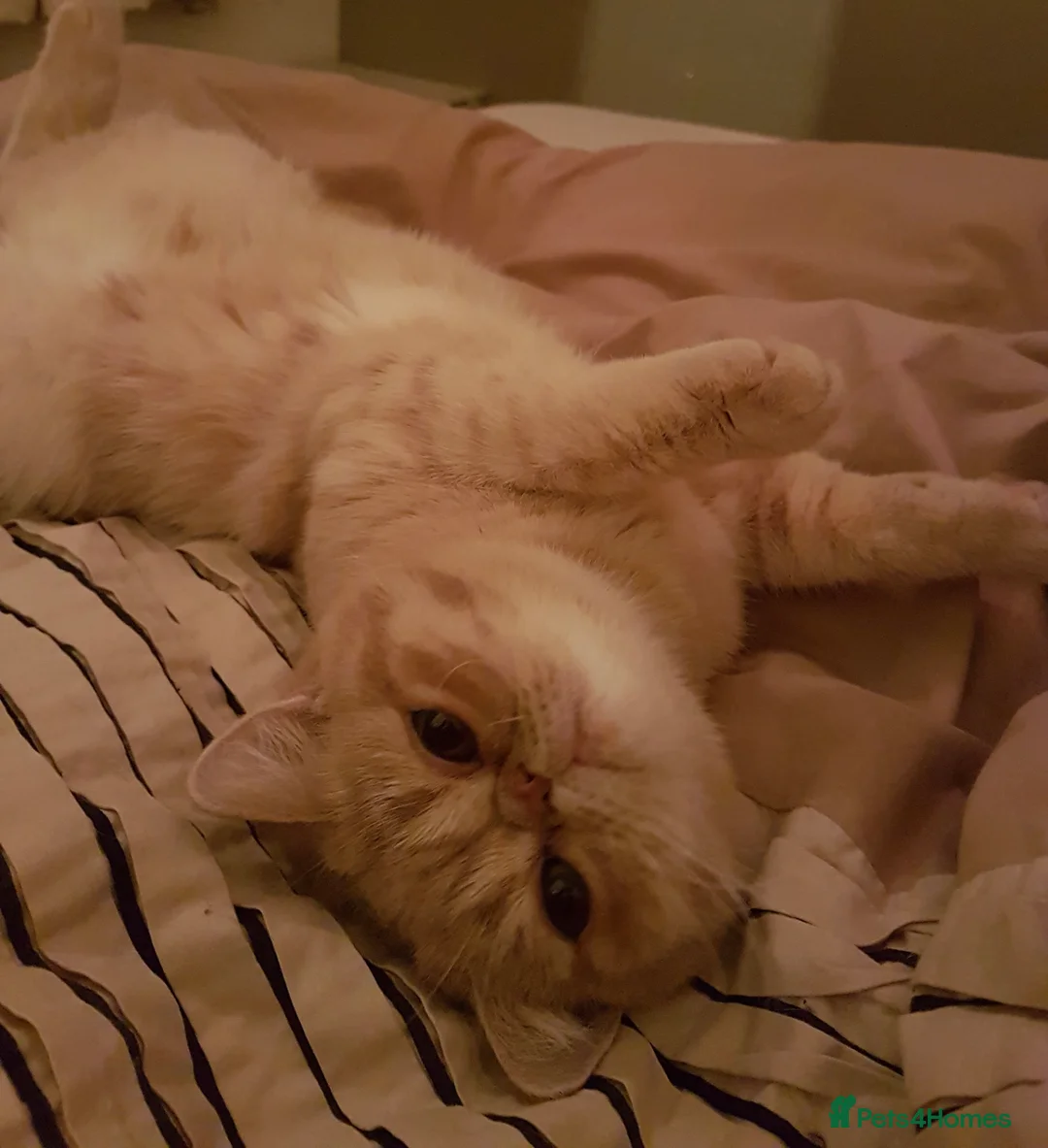 Exotic cats for sale: Stunning pedigree girls, ready to go!  - Advert 11