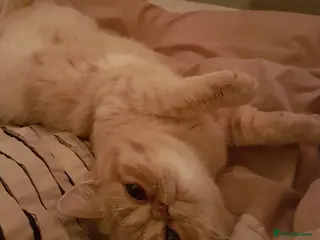 Exotic cats Stunning pedigree girls, ready to go! - Advert 5