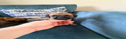 Border Terrier dogs for sale: Border terrier puppies - Advert 12