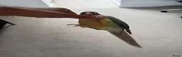 Conures birds for sale: Conure with Cage, Hand Tame, Green Cheek Conure in Ilford - Advert 5
