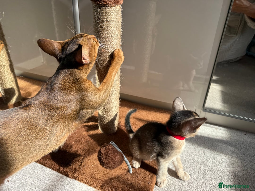 Abyssinian cats for sale: TICA reg Abyssinian sweet kittens rare colours  - Image 8