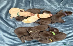 Labrador Retriever dogs for sale: Beautiful Chocolate Labrador Puppies - Image 3