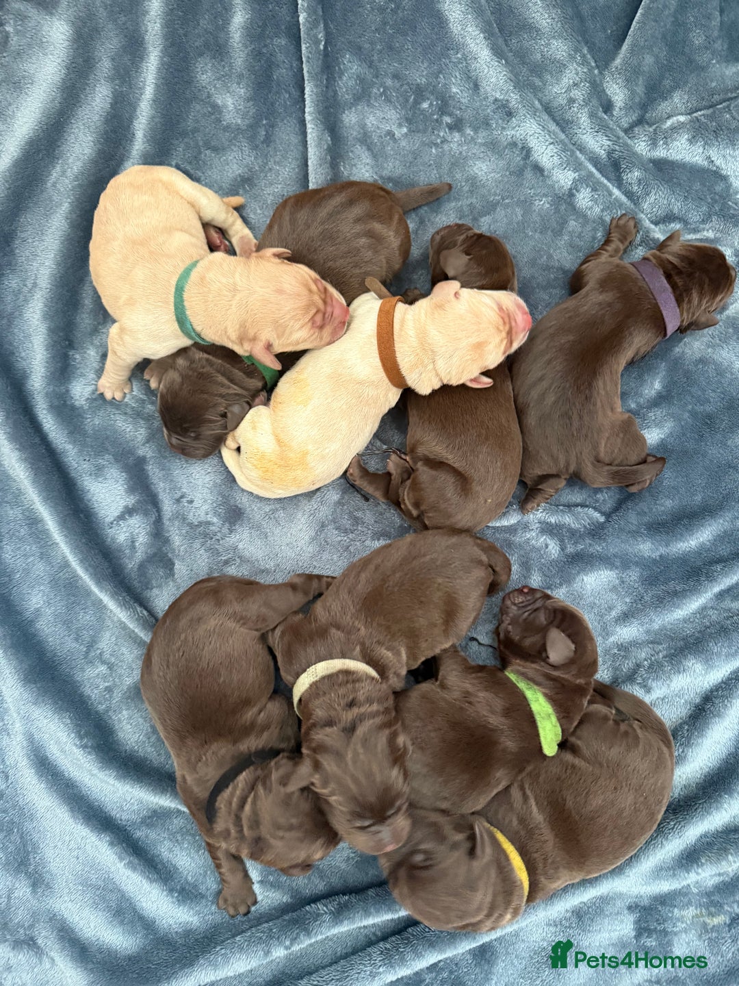 Labrador Retriever dogs for sale: Beautiful Chocolate Labrador Puppies - Image 3