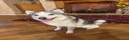 Pomsky dogs for sale: Female pomsky 2 years old - Advert 2