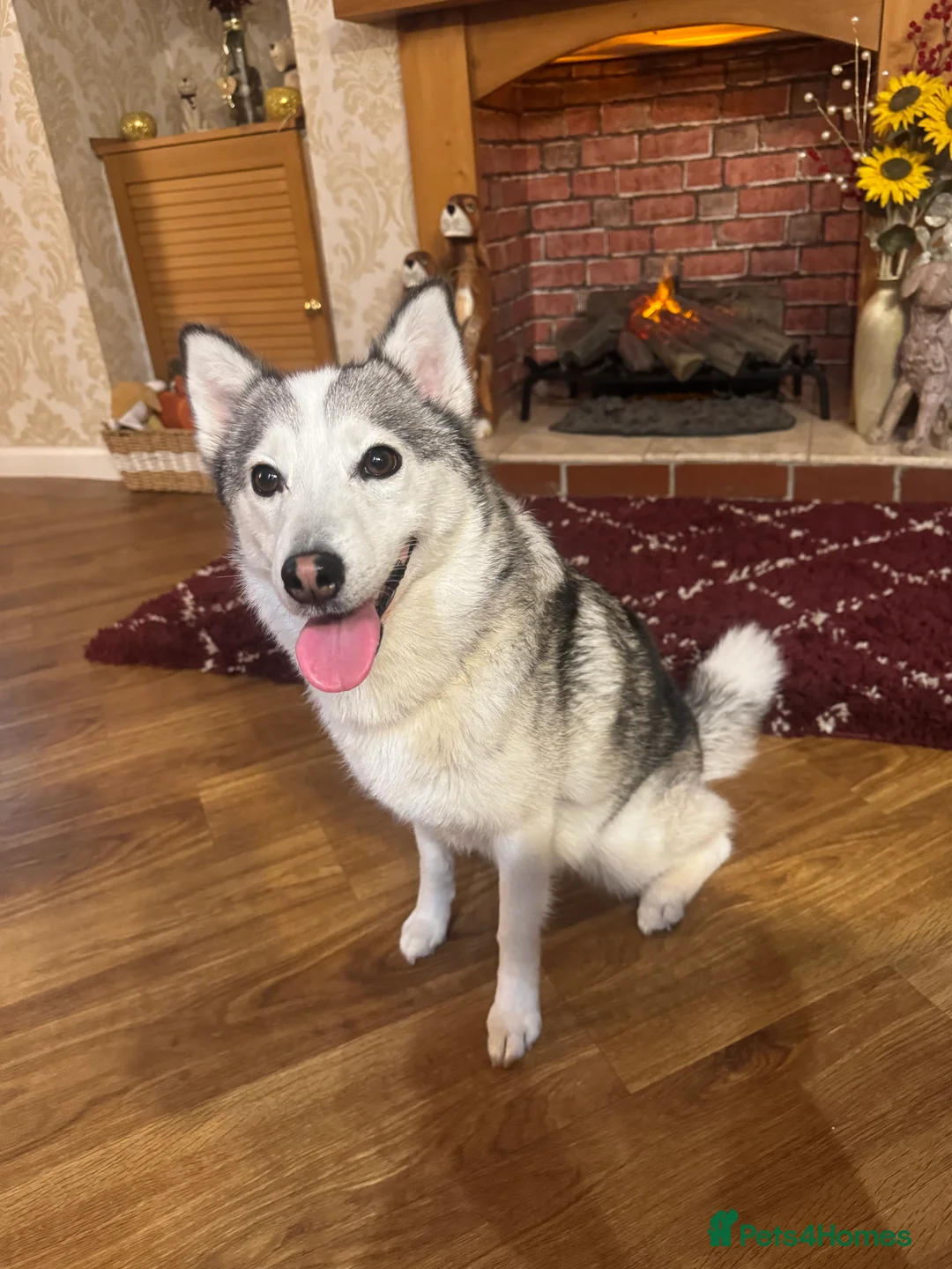 Pomsky dogs for sale: Female pomsky 2 years old - Advert 2