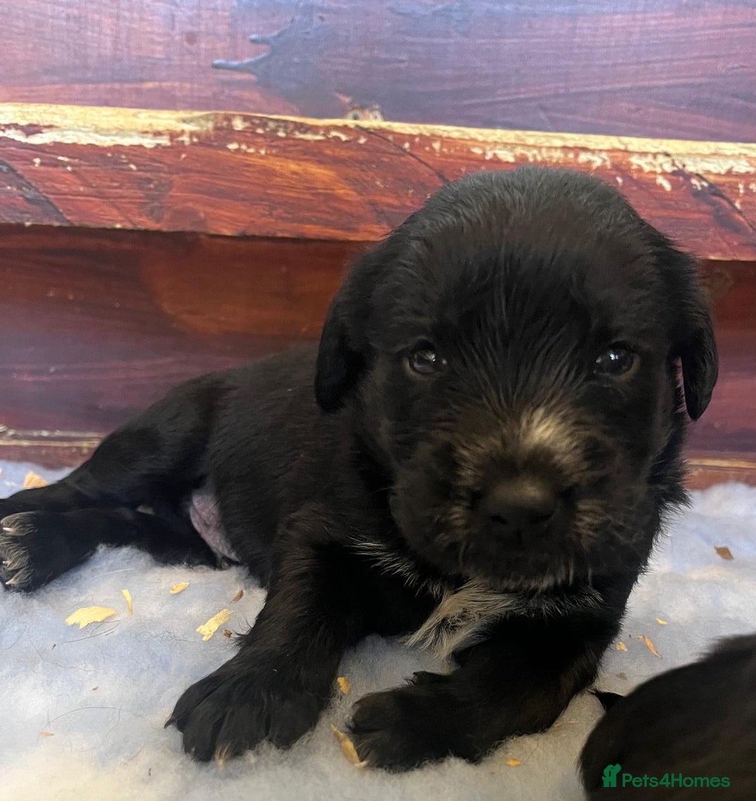 Mixed Breed dogs for sale: Gorgeous German Wirehaired Pointer X puppies  - Image 4