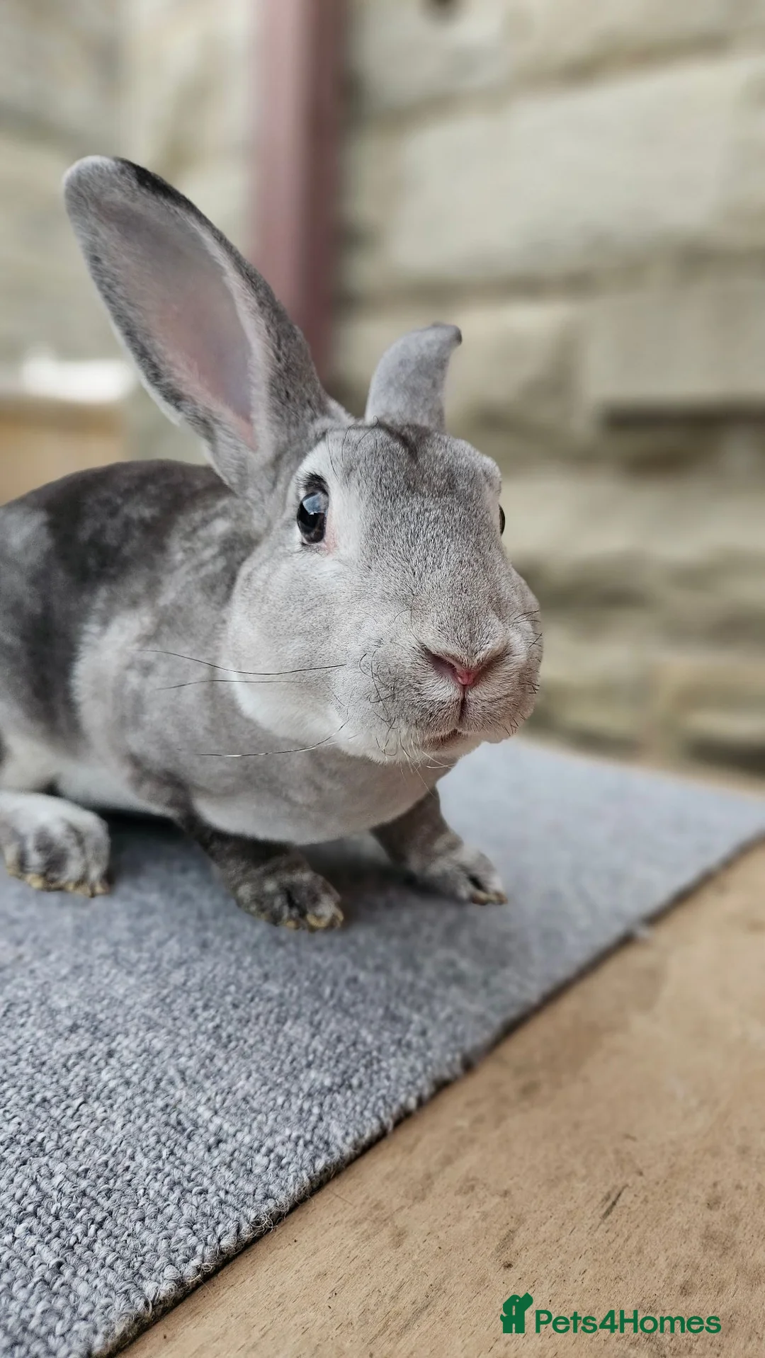 Rex rabbits for sale: Fenrir - Friendly Chinchilla buck - Advert 2