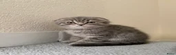 Scottish Fold cats for sale: Adorable Kittens for Sale 🐾 Scottish fold  - Advert 2