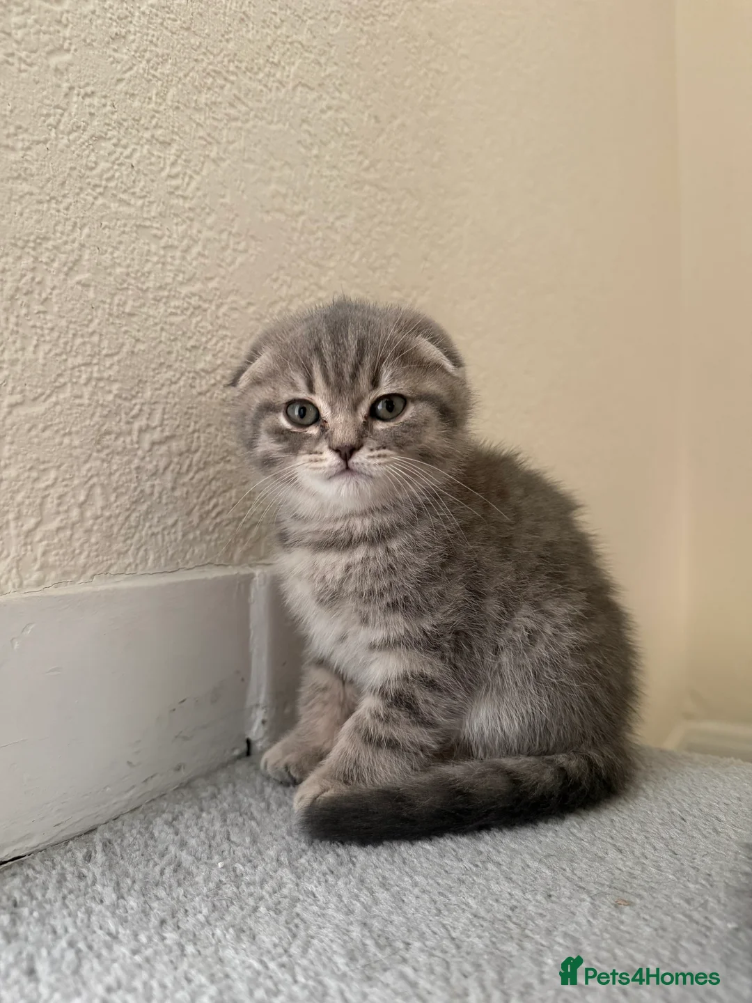 Scottish Fold cats for sale: Adorable Kittens for Sale 🐾 Scottish fold  - Advert 2