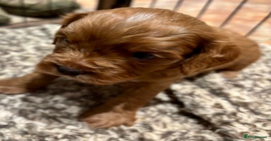 Cavapoo dogs - Advert 14