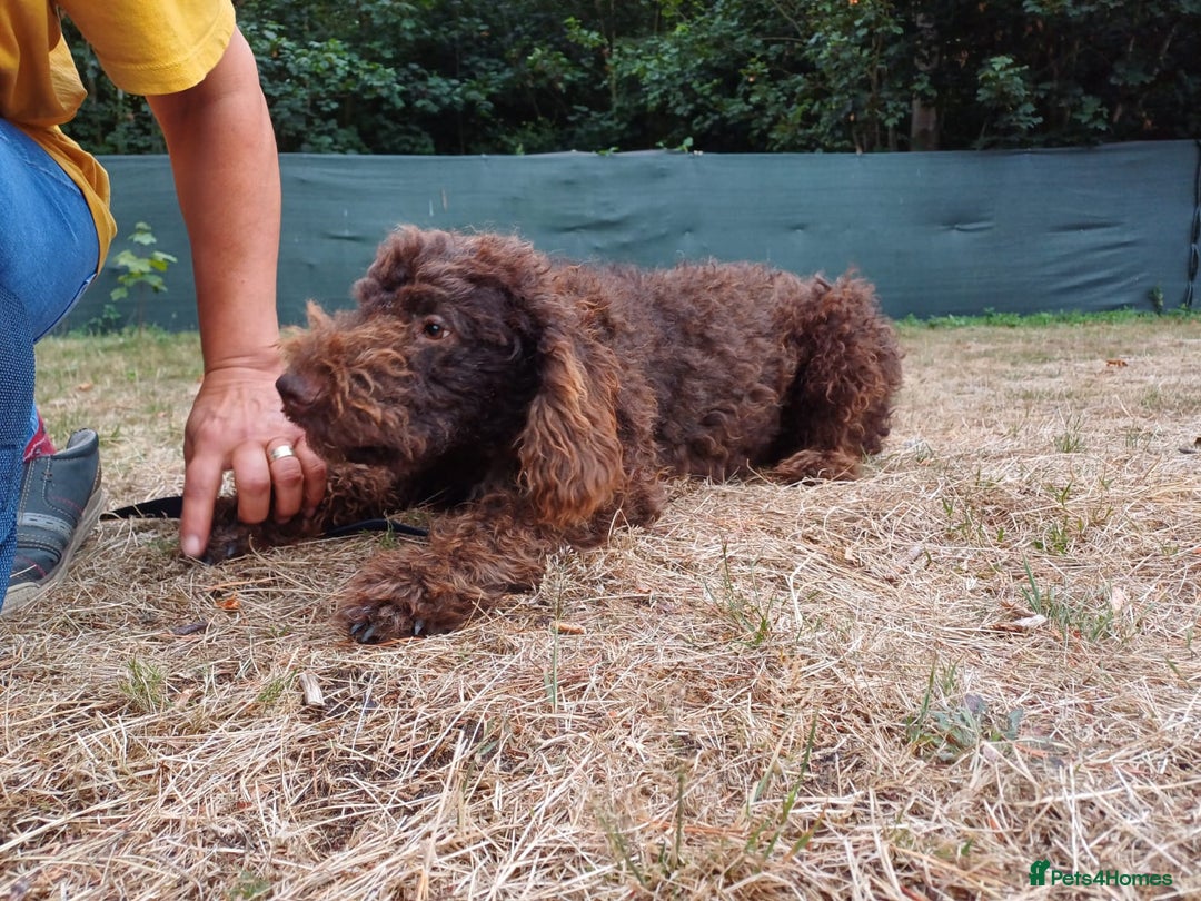 Lagotto Romagnolo dogs for adoption: DEXTER - a superb Lagotto boy for a Loving Home - Image 15