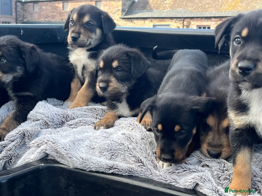 Mixed Breed dogs for sale: Bearded Collie cross New Zealand Huntaway  - Image 3