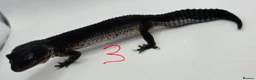 Leopard Gecko reptiles for sale: 2024 female black night leopard geckos - Advert 4