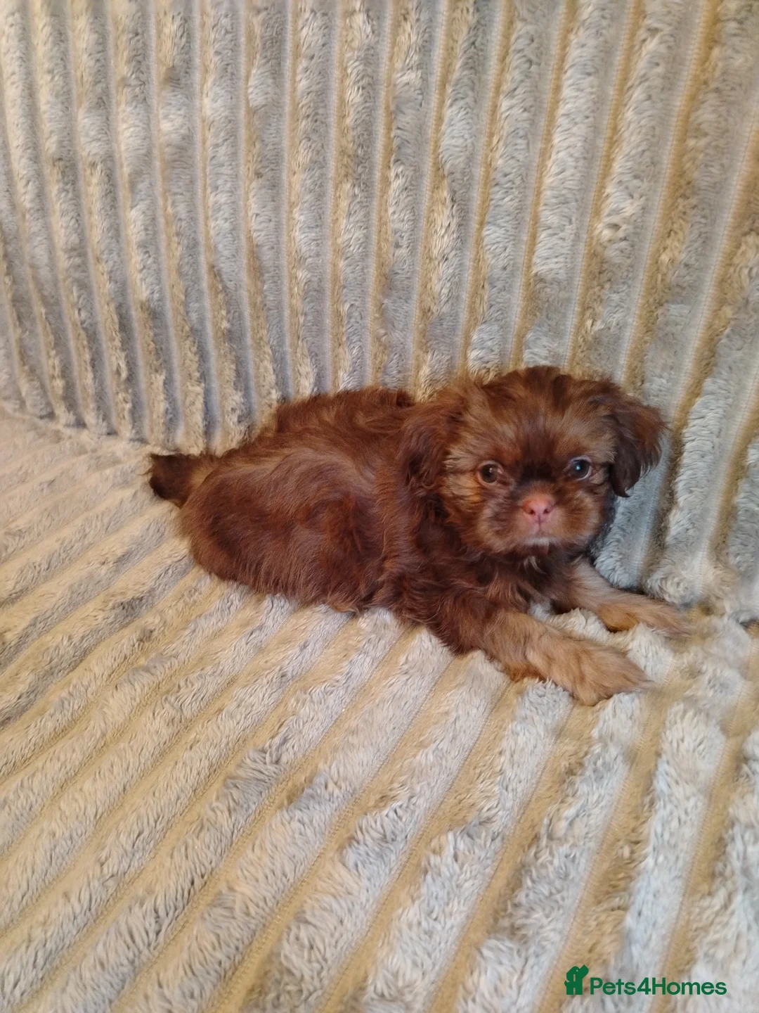 Shih Tzu dogs for sale: Beautiful imperial shih tzu babies  - Advert 12