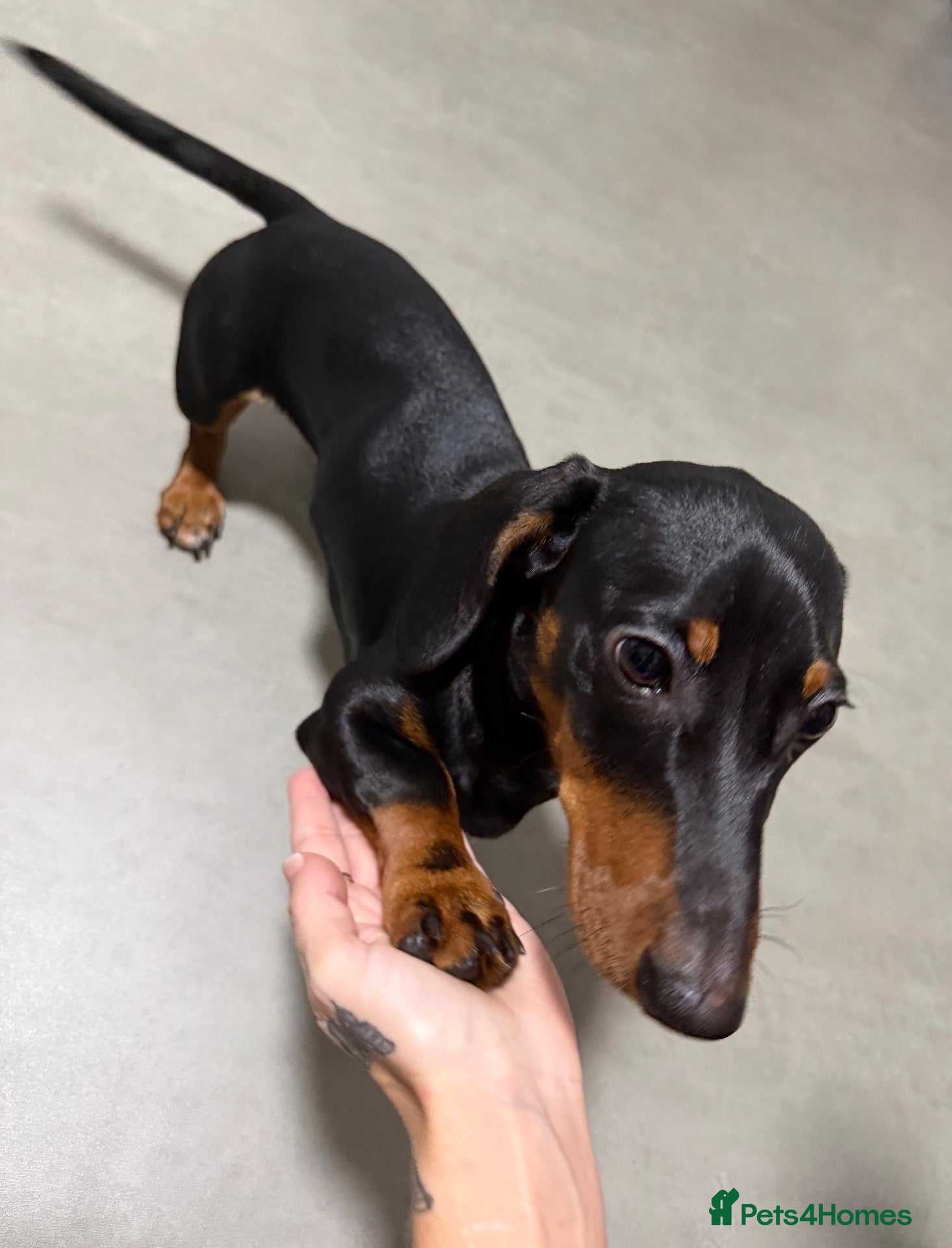 Dachshund dogs Miniature dachshund 6 month puppy - Advert 6