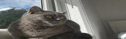 British Shorthair cats for sale: REDUCED BRITISH SHORTHAIR KITTENS  - Advert 7