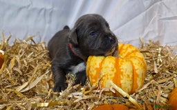 Mixed Breed dogs for sale: 12 beautiful puppies - Image 1