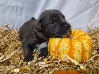 Mixed Breed dogs - Advert 14