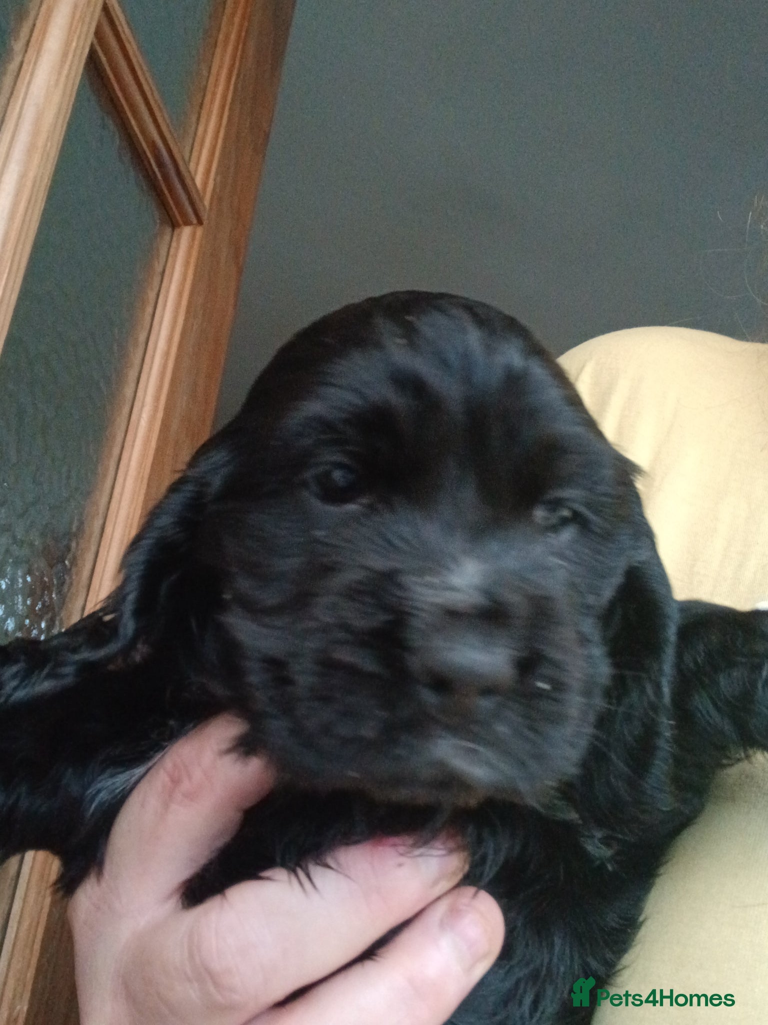 Cocker Spaniel dogs *REDUCED* LAST MALE KC REG SHOW COCKER - Advert 1