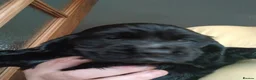 Cocker Spaniel dogs for sale: *REDUCED* LAST MALE KC REG SHOW COCKER - Advert 1